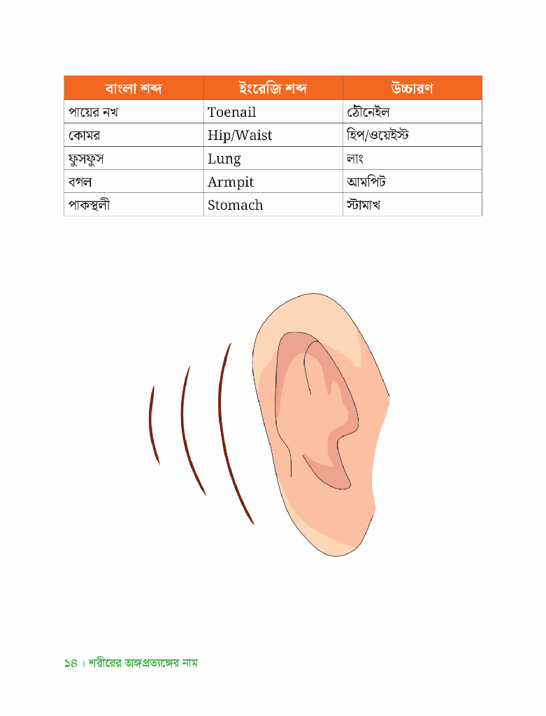 ছোটদের Vocabulary14.jpg